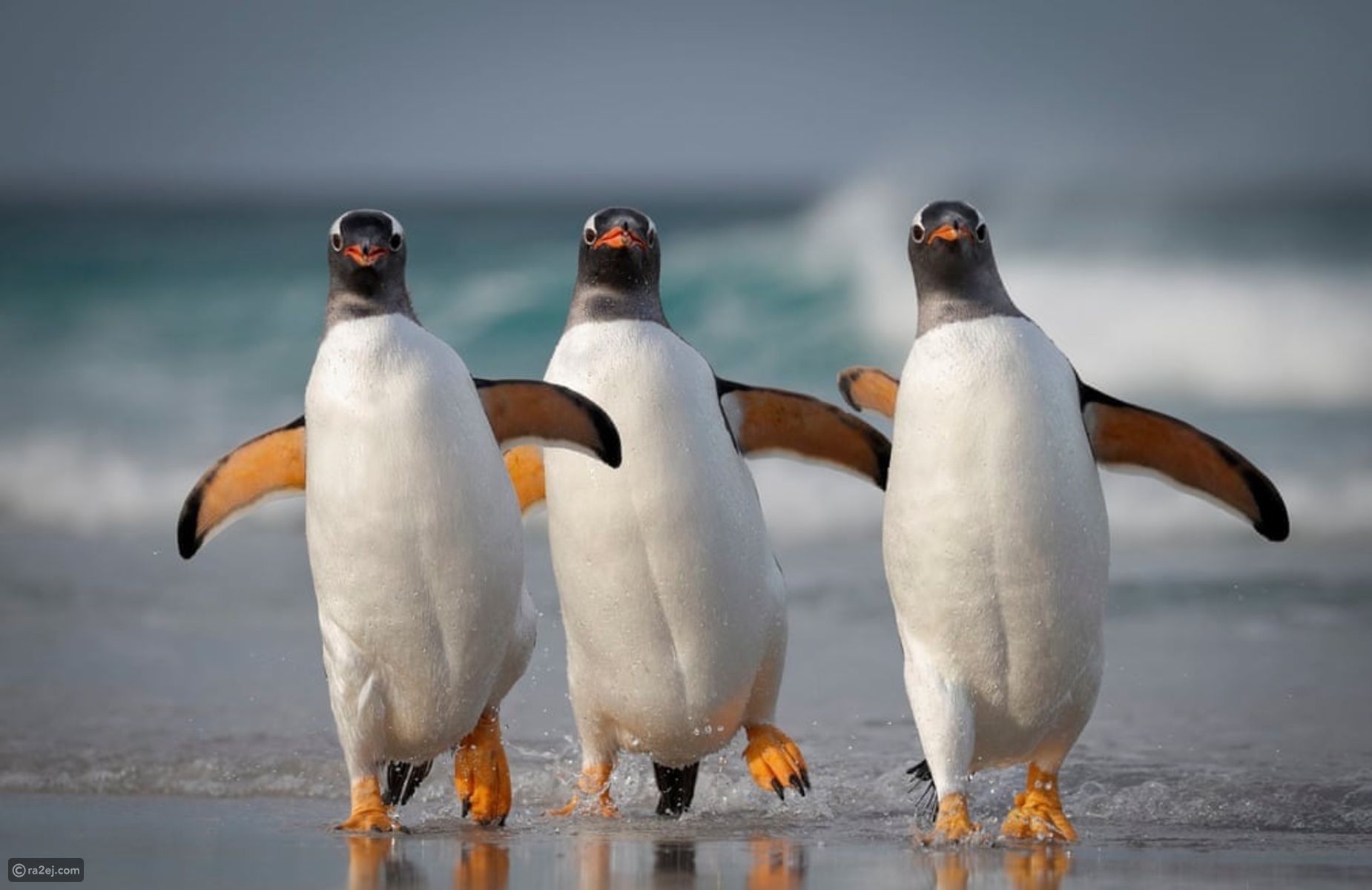 ثلاثي من طيور البطريق في شرق فوكلاند